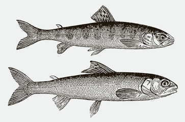 Two young atlantic salmons salmo salar at ten and twelve months in side view after a historical engraving from the 19th century