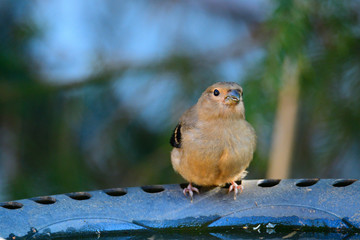 Junger Gimpel an der Vogeltränke
