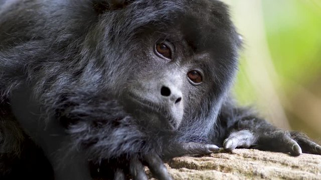 Close up shot of a sad looking Black Howler monkey resting on a tree and staring at camera