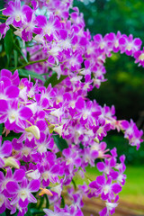 Purple orchids on tree branch green leaf