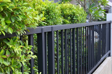black steel iron fence of boundary house with green leaf of shrub tree growing wall natural in...