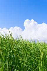 稲　青空　入道雲