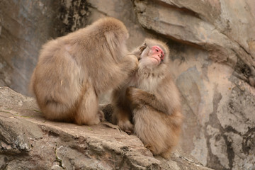 冬の寒い猿山で仲良く毛づくろいをする上野動物園のニホンザル達