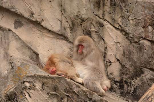 Zoophilia Bilder Durchsuchen 2,898 Archivfotos, und