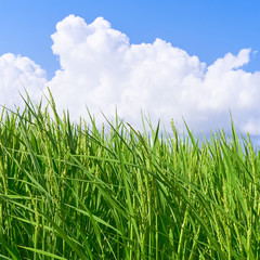 稲　積雲　青空