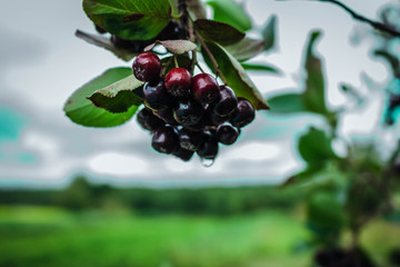 red berries on a branch