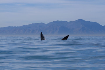 Naklejka premium south africa