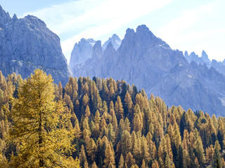 Lärchen, Italien, Südtirol, Die Drei Zinnen
