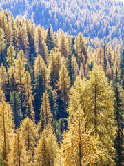 Lärchen, Italien, Südtirol, Die Drei Zinnen