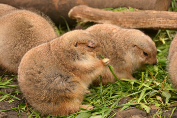 冬に備えて沢山食べるオグロプレーリードッグの暖かそうな毛皮