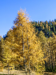 Lärchen, Lärchenboden, Italien, Südtirol