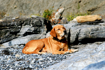 Good red labrador on the background of rocks