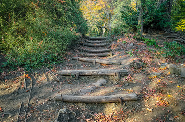 trail with wooden logs in a forest in Georgia