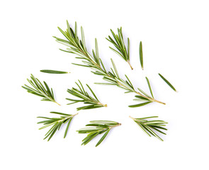 fresh rosemary isolated on white background