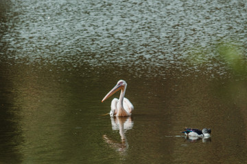 Pelican swimming in the water