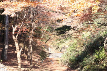 Autumnal landscape of Suizawa maple valley in the Mie Prefecture of Japan