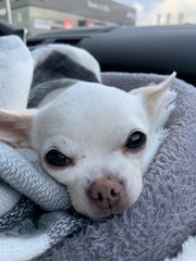 Chihuahua 