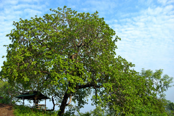 view cashew tree