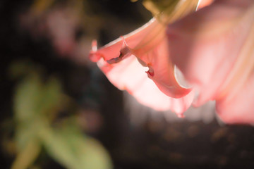 Abstract blurry background, Beautiful Pink Datura flower at Night.