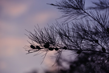 Pine Casuarina junghuhniana tree with sky background