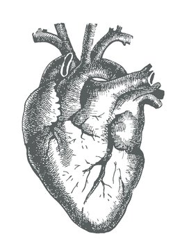 Hand drawn line art anatomic human heart