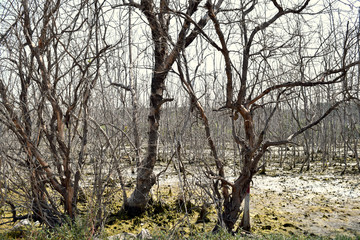 A lot of dying mangroves, gray tones
