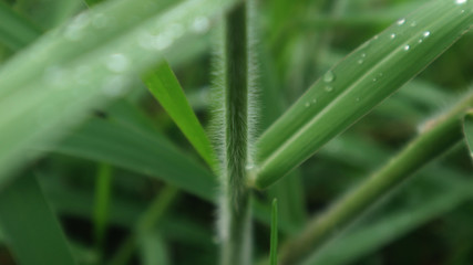 closeup green grass photograph