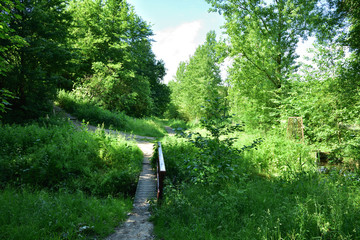 Ścieżka i schody wśród drzew i krzewów w słoneczny dzień.