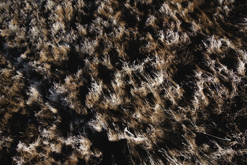 snow grass, first snow,first frost,hoarfrost in the mountains,snow nature