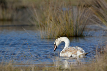 Mute Swan - Cygnus olor, Crete 