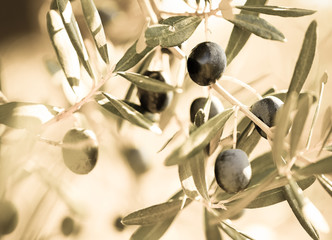 close up black olives on tree branches in grove