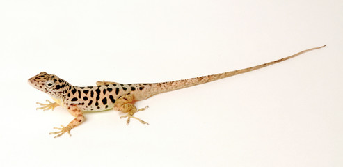 Pantheranolis (Anolis sabanus) - Saban anole