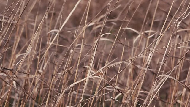 Dry meadow grass swaying in cold winter wind