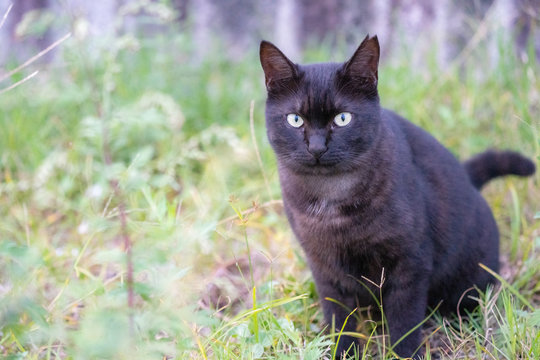 耳をV字にカットされた地域猫