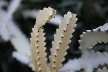 Fototapeta premium Beauty Yellow Cactus Plant