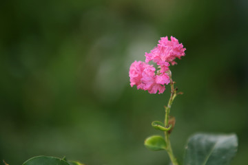 Beautiful pink flower in my garden