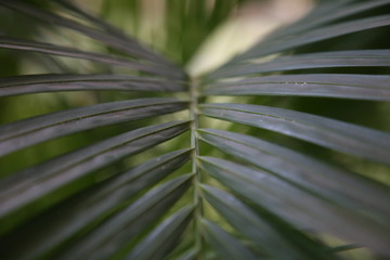 Beautiful of green tropical leaves. Palm tree
