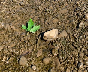 Leaf on Ground