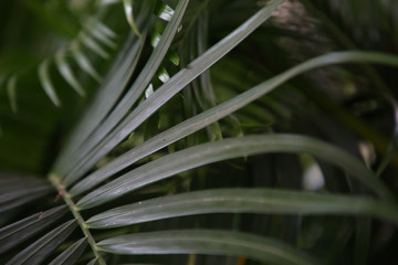 Obraz na płótnie Canvas Beautiful of green tropical leaves. Palm tree
