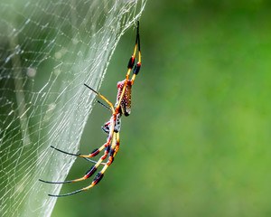 Spider