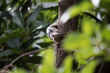 Squirrel on a tree in the sun