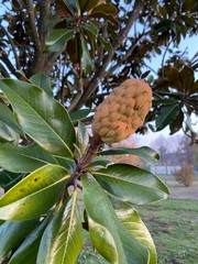 Fruit on a tree