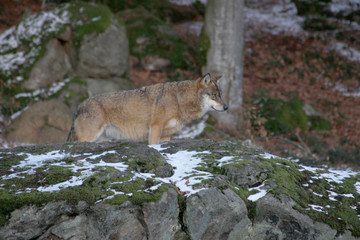 Wolf im Nationalpark Bayerischer Wald