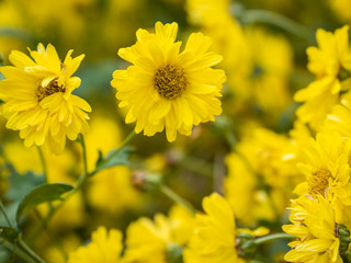 a beautiful chrysanthemum in the garden