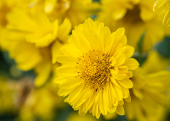 a beautiful chrysanthemum in the garden