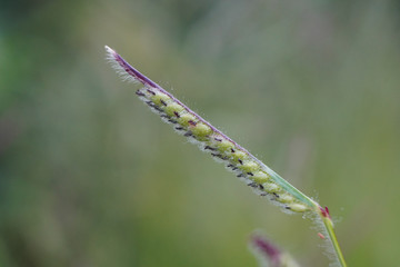 Closeup of purple wild flowers.