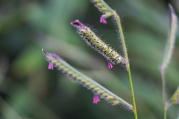 Closeup of purple wild flowers.