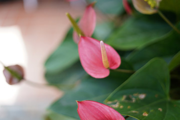 Flamingo Flower close up 