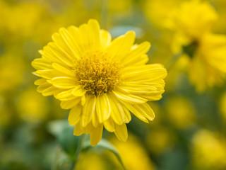 a beautiful chrysanthemum in the garden