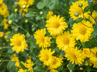 a beautiful chrysanthemum in the garden